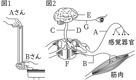 G8_science_1-19_Lesson2_picture31_Type3.jpg